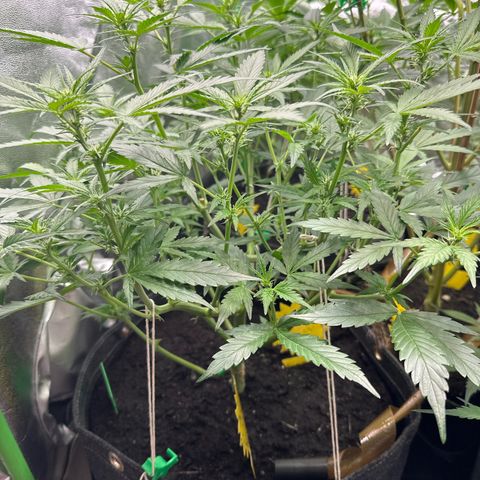 White Widow # 1 growlog timeline photo