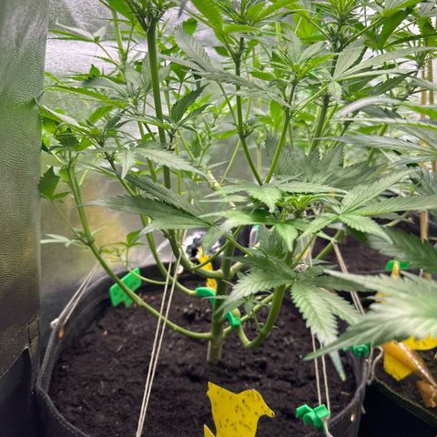 White Widow # 2 growlog timeline photo