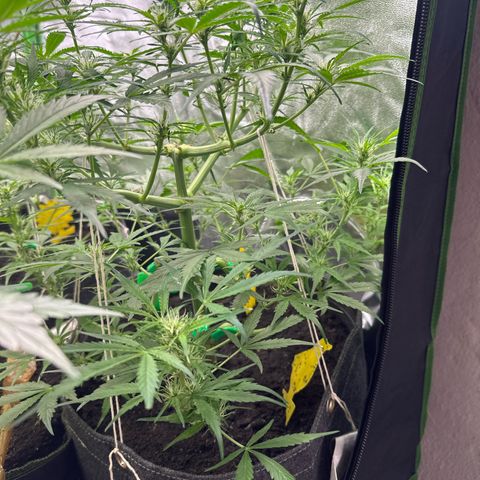 StrawZ # 1 growlog timeline photo