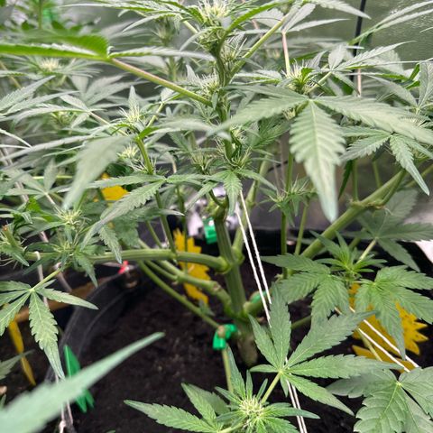 StrawZ # 2 growlog timeline photo
