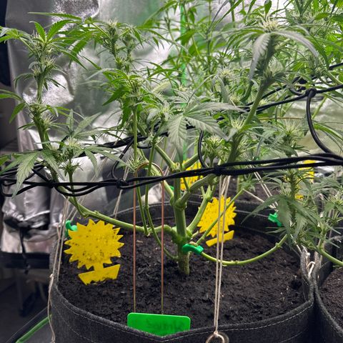 StrawZ # 2 growlog timeline photo