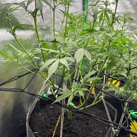 White Widow # 2 growlog timeline photo