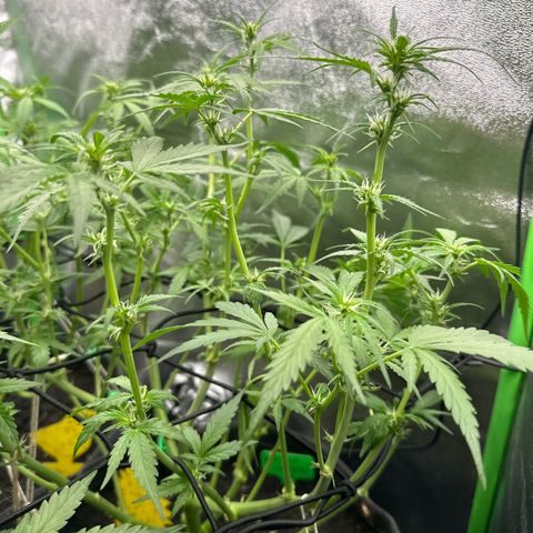 White Widow # 1 growlog timeline photo