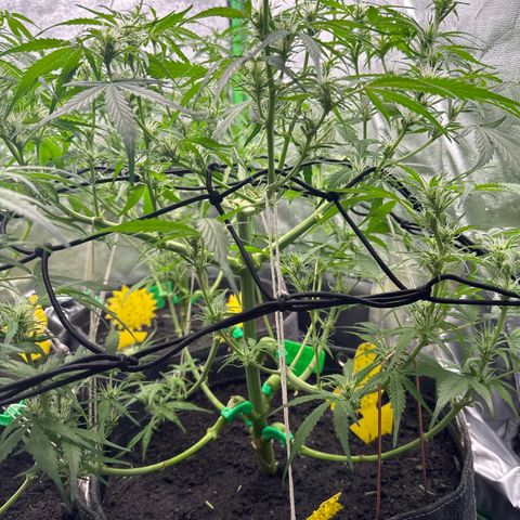 StrawZ # 1 growlog timeline photo