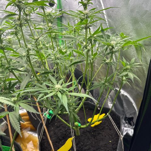 White Widow # 2 growlog timeline photo