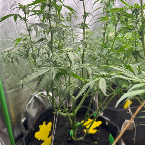 White Widow # 1 growlog timeline photo