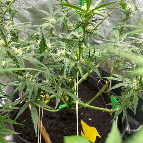 StrawZ # 2 growlog timeline photo