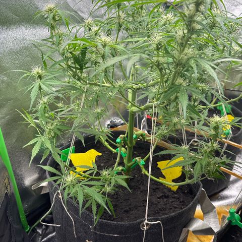 StrawZ # 1 growlog timeline photo