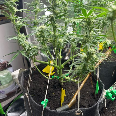 StrawZ # 2 growlog timeline photo