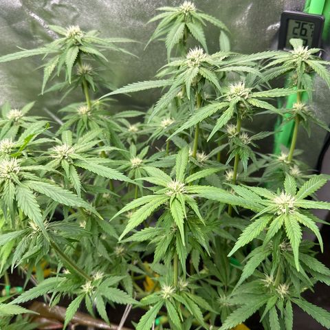 White Widow # 2 growlog timeline photo