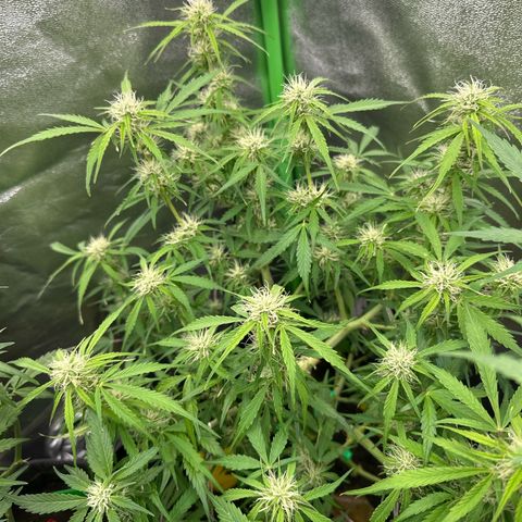 StrawZ # 1 growlog timeline photo