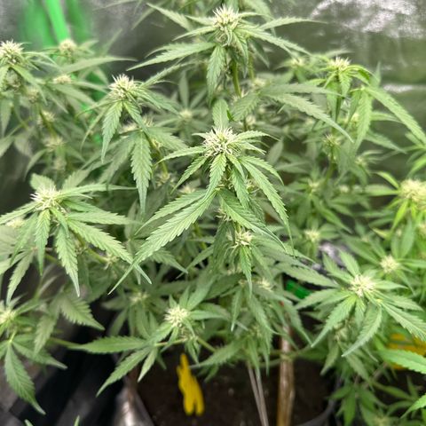 White Widow # 1 growlog timeline photo