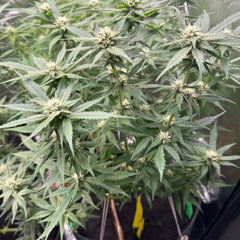 White Widow # 2 growlog timeline photo