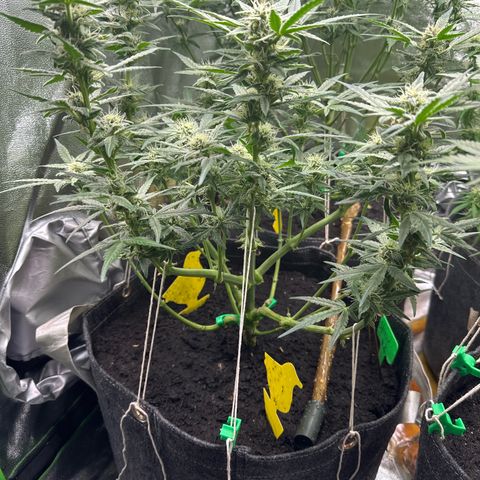 StrawZ # 2 growlog timeline photo