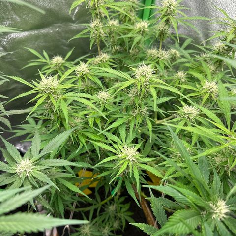 StrawZ # 1 growlog timeline photo