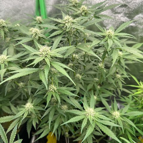 White Widow # 1 growlog timeline photo