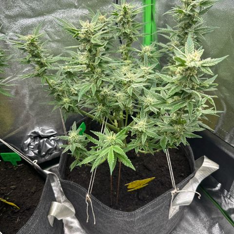 StrawZ # 2 growlog timeline photo