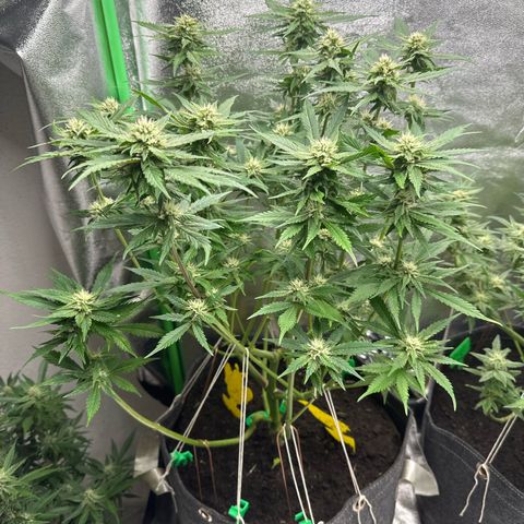 White Widow # 2 growlog timeline photo
