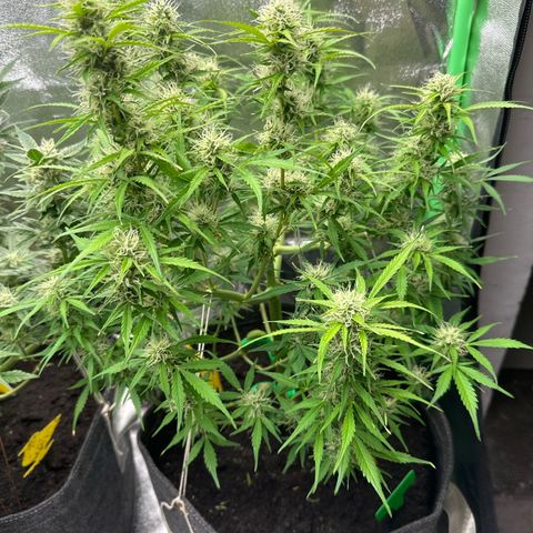 StrawZ # 1 growlog timeline photo