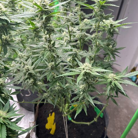 White Widow # 1 growlog timeline photo