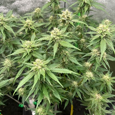 White Widow # 2 growlog timeline photo