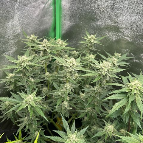 White Widow # 1 growlog timeline photo