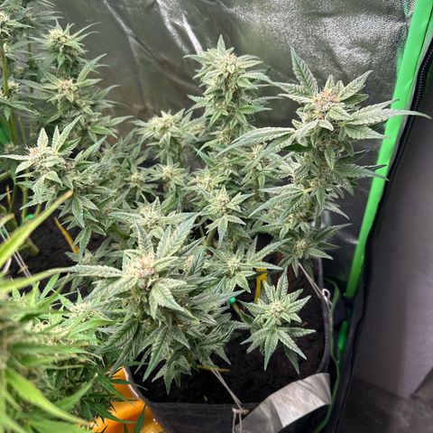 StrawZ # 2 growlog timeline photo