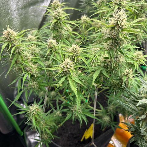 StrawZ # 1 growlog timeline photo