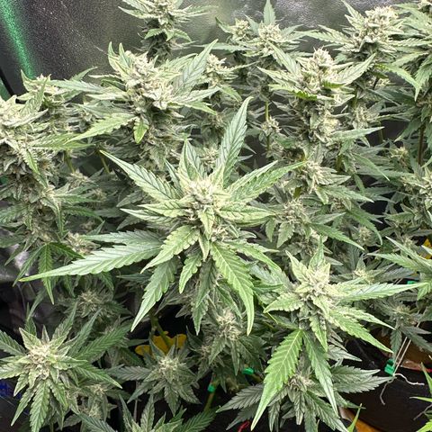 White Widow # 1 growlog timeline photo