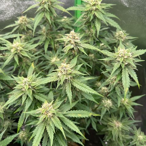 White Widow # 2 growlog timeline photo