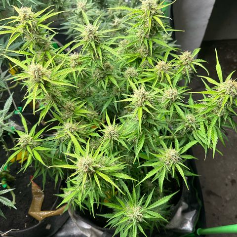 StrawZ # 1 growlog timeline photo