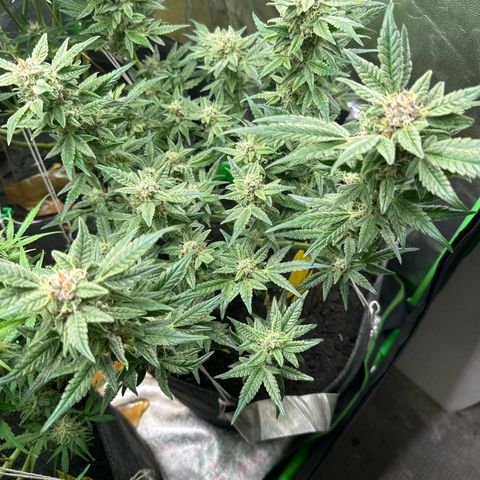 StrawZ # 2 growlog timeline photo