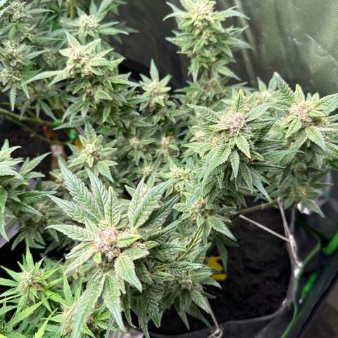 StrawZ # 2 growlog timeline photo