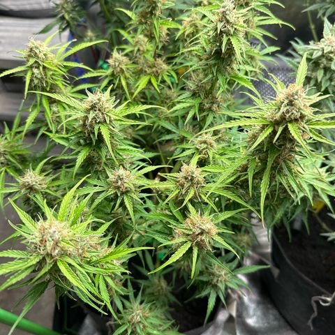 StrawZ # 1 growlog timeline photo