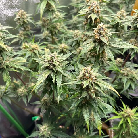 White Widow # 2 growlog timeline photo