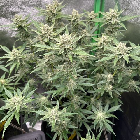 White Widow # 1 growlog timeline photo