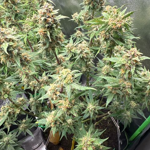 White Widow # 2 growlog timeline photo