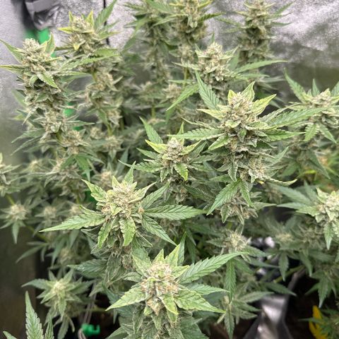 White Widow # 1 growlog timeline photo