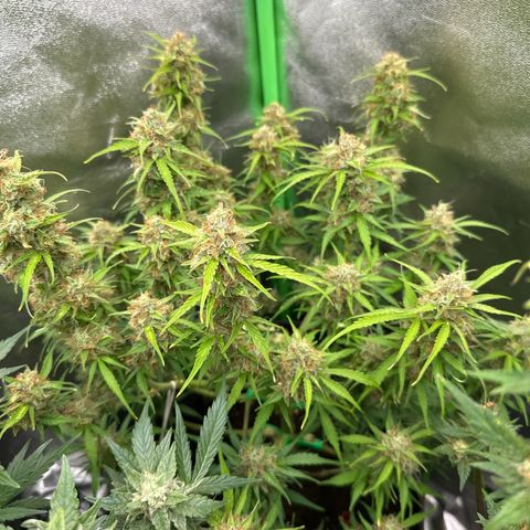 StrawZ # 1 growlog timeline photo