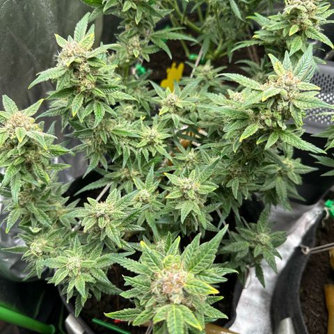 StrawZ # 2 growlog timeline photo