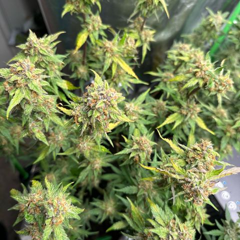 White Widow # 2 growlog timeline photo