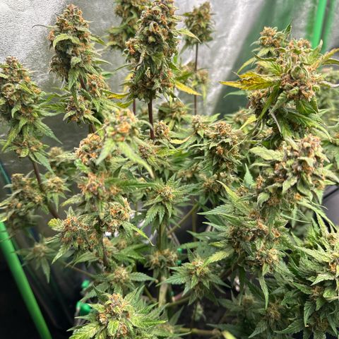 White Widow # 2 growlog timeline photo