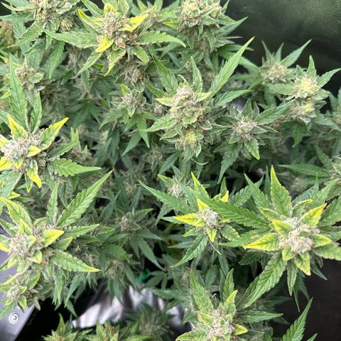 White Widow # 1 growlog timeline photo