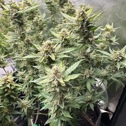 White Widow # 1 growlog timeline photo