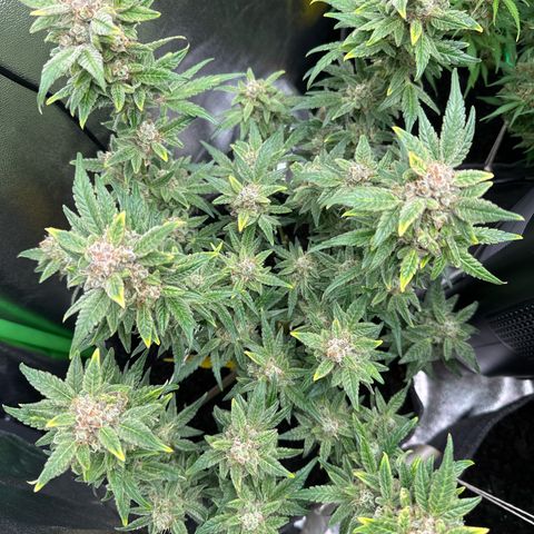 StrawZ # 2 growlog timeline photo