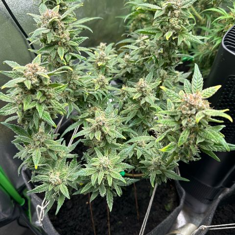 StrawZ # 2 growlog timeline photo