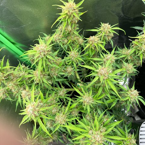 StrawZ # 1 growlog timeline photo