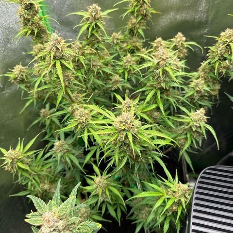 StrawZ # 1 growlog timeline photo