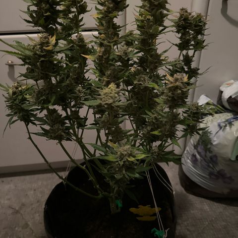 White Widow # 1 growlog timeline photo