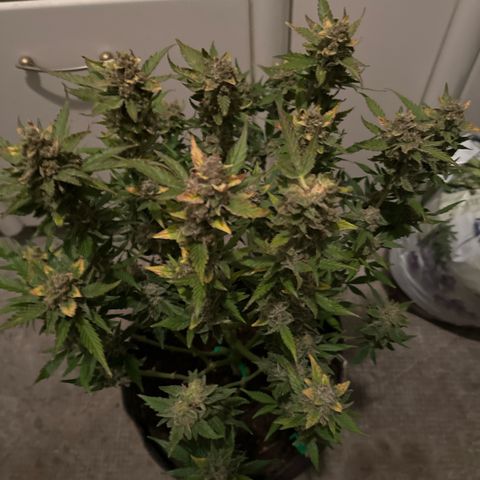 White Widow # 1 growlog timeline photo